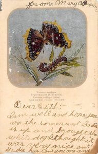 Vanessa Antiopa, Camberwell Beauty, Willow Butterfly Writing on back paper we...