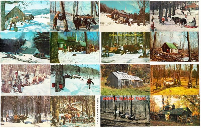 Maple Syrup Making Lot of 17 Vintage Postcards 1950s-1970s