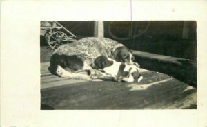 C-1910 Hound Dog Mama & Pup sweet family scene RPPC Photo Postcard 20-3049