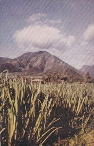 Sugar Cane Fields Honolulu Hawaii