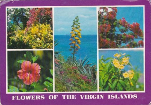 Flowers Of The Virgin Islands