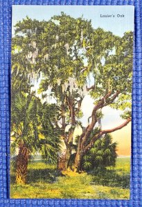 Vintage Sidney Lanier's Oak The Marshes of Glynn Brunswick Georgia GA Postcard