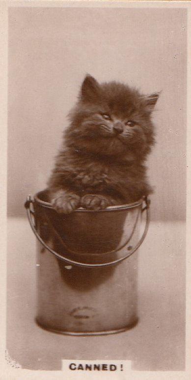 Cat Stuck In Bucket Damned German Old Real Photo Cats Cigarette Card