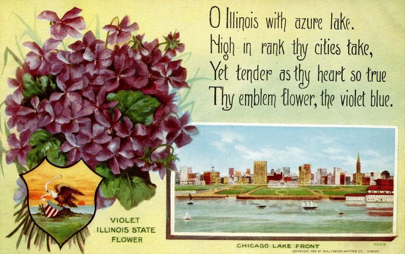 Illinois State Flower - Violet