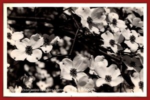 Dogwood Blossoms In Full Bloom RPPC - [MX-1186]