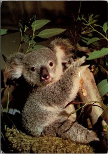 Koala Baby Bear San Diego Zoo California 1982