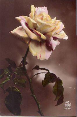 C17.Vintage French Tinted Postcard.Rose By A Noyer.OAS