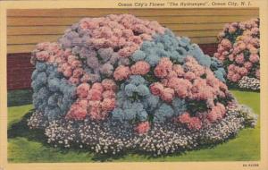 New Jersey Ocean City Flowers The Hydrangea 1943 Curteich