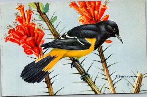 Postacard Art Bird Scott's Oriole Roger Tory Peterson