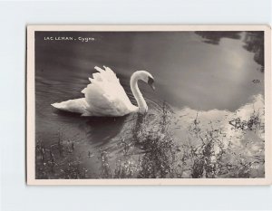 Postcard Cygne, Lac Léman