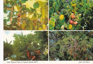 Cayman Islands Some of The Local Tropical Fruits 1991