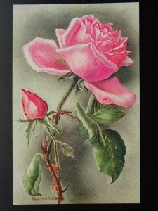 Flower Theme PINK ROSES (2) c1915 Winifred Walker Postcard by Photochrom