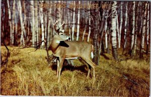 Postcard ANIMAL SCENE Wausaukee Wisconsin WI AN4655