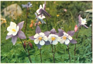 Vintage Postcard Columbines Most Attractive Wildflowers State Flower CO 