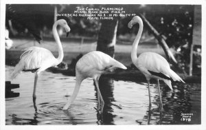 Coral Flamingo Rare bird Farm Miami Florida 1940s RPPC Photo Postcard 10803