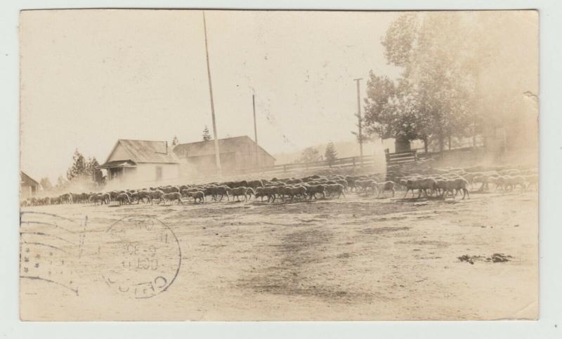 livestock  RANCH RPPC 1908 CHICO CA FRONT POSTMARK Postcard farm