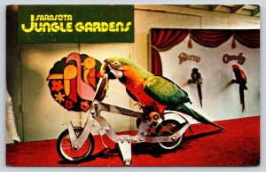 Animal~Sarasota Florida~Jungle Gardens~Caesar Macaw On Bicycle~1950s Postcard