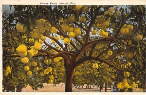 Grape Fruit Miami, Florida, USA Fruit Assorted 1930 trimmed