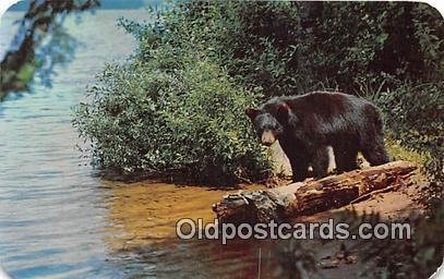 Black Bears Adirondack Mountains, NY, USA Unused 