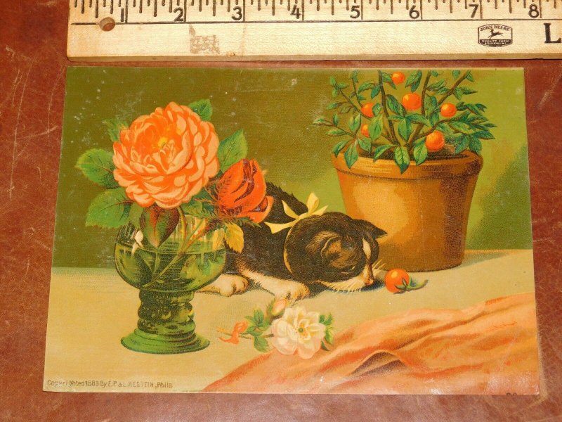 1883 Cut Black & White Cat Sniffing Fruit on Table Victorian Trade Card L8