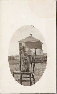 Cat on Chair Old House Outside Black & White Unused Real Photo Postcard F88