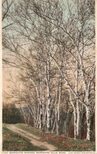Vintage Postcard Berkshire Birches Birch Trees Berkshire Hills Massachusetts DPC