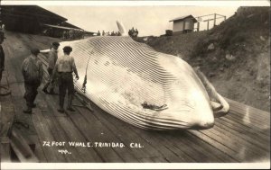 Trinidad CA California 72' Foot Whale Whaling Real Photo Postcard