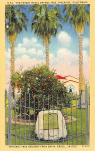 RIVERSIDE, CA California  NAVAL ORANGE PARENT TREE~From Bahia Brazil  Postcard