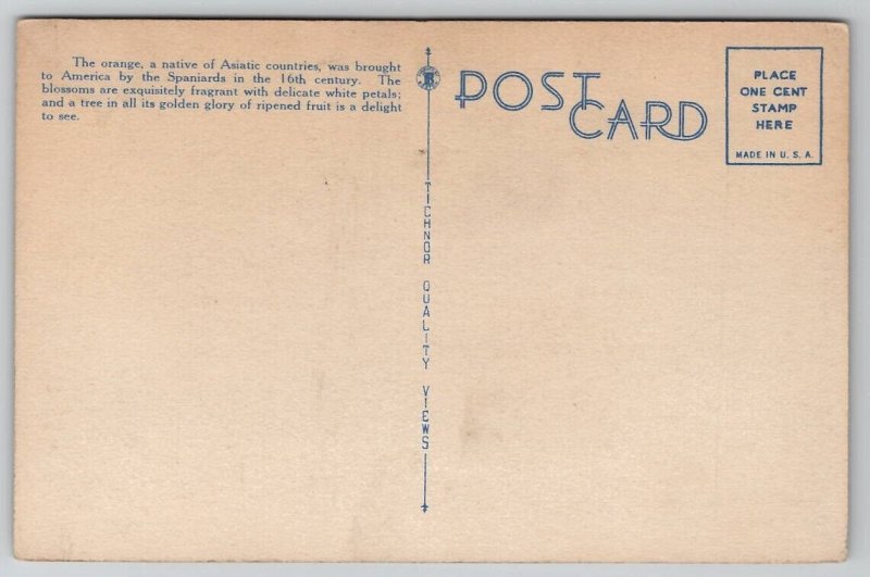 Picking Oranges in Florida Workers Ladders Crates Occupational Postcard W27