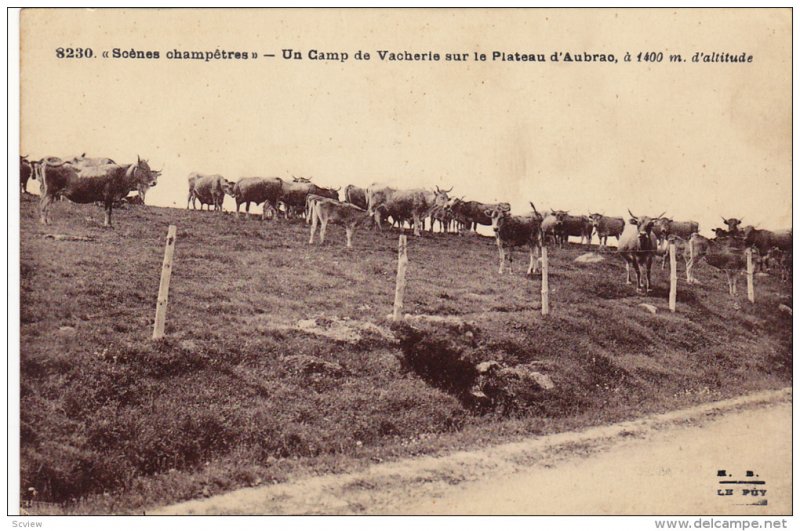 Cattle, Soenes champetres, Un Camp de Vacherie sur le Plateau d'Aubrao, 00-10s