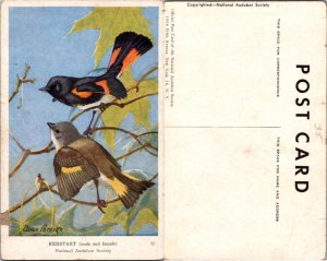 Redstart (11695)