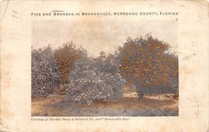 Figs and Oranges  Brooksville FL