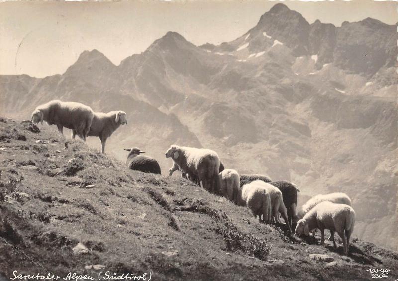 BG2985 alpen sudtirol sheep mouton  CPSM 14x9.5cm austria