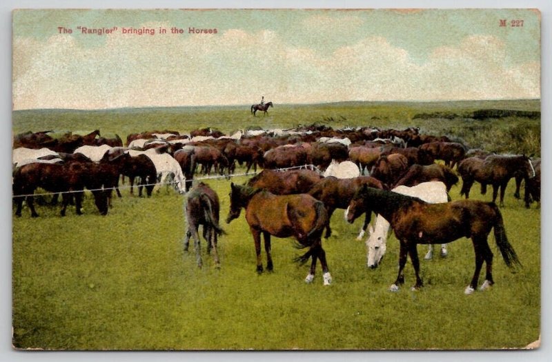 Havre Montana Ranching The Rangier bringing in the Horses Postcard D26