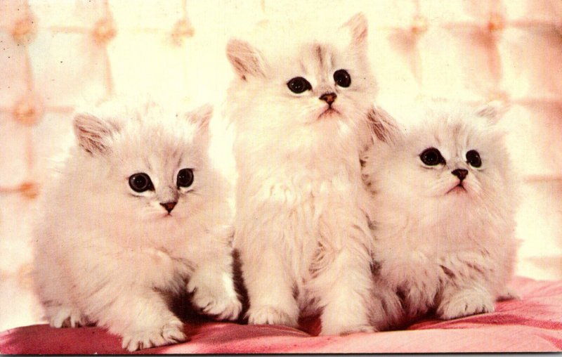 White Kittens The Three MusCATteers