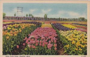 Michigan Holland Nelis Tulip Farm 1966 Curteich