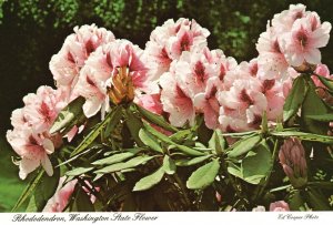 Vintage Postcard Rhododendron Washington State Flower by Ellis Postcard