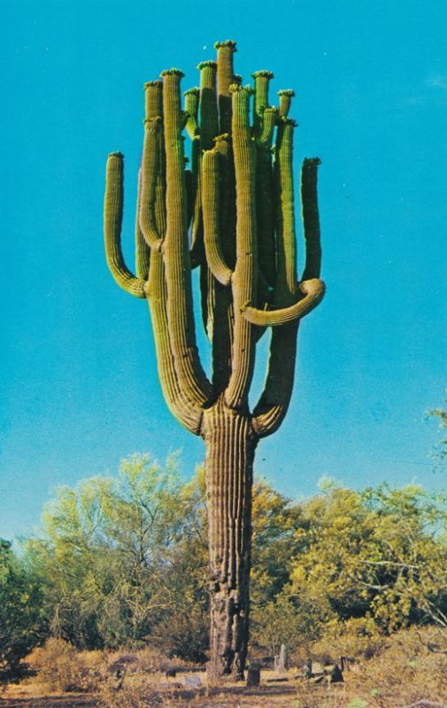 Saguaro Cactus - Largest Cactus in Arizona and Southwest US