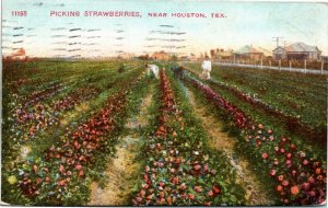 Postcard TX People Picking Strawberries on a Field near Houston 1910 S52