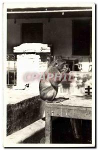 Postcard Modern Monkey Blida type of monkey in freedom