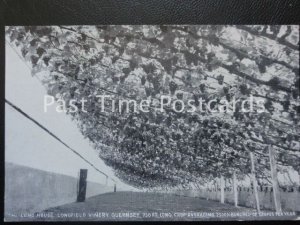 Early PC - Guernsey, The Long House, LONGFIELD VINERY, 750ft Long Crop