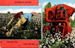 Gathering Cotton The Old Way and The New Way