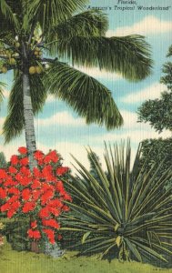Vintage Postcard America's Tropical Wonderland Coconut Palm Flowers Florida FL