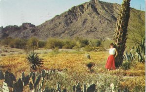 Desert in Phoenix Arizona Camelback Mountain Mailed Fort Sumter Stamp 1961