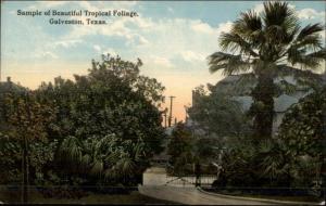 Galveston TX c1910 Postcard EXC COND Foliage Scene Park