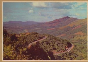 Tea Nursery Nurseries Tzaneen Teekwekery Naby South Africa Postcard