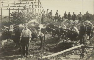 Beautiful Photography Raising a Building Construction Men Oxen c1910 RPPC xst