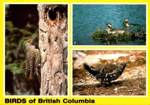 Canada Britsh Columbia Birds Red-Shafted Flicker Red-Necked Grebe and Spruce ...