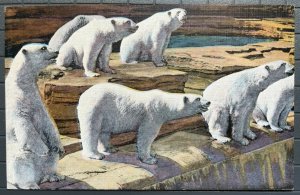 Vintage Postcard 1930-1945 Bear Pit, Detroit Zoo, Royal Oak, Michigan