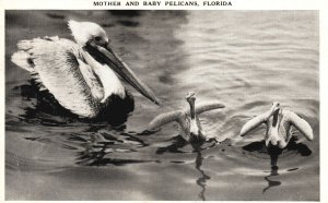 Vintage Postcard 1940 Mother and Baby Pelicans Birds Swimming Miami Florida FL